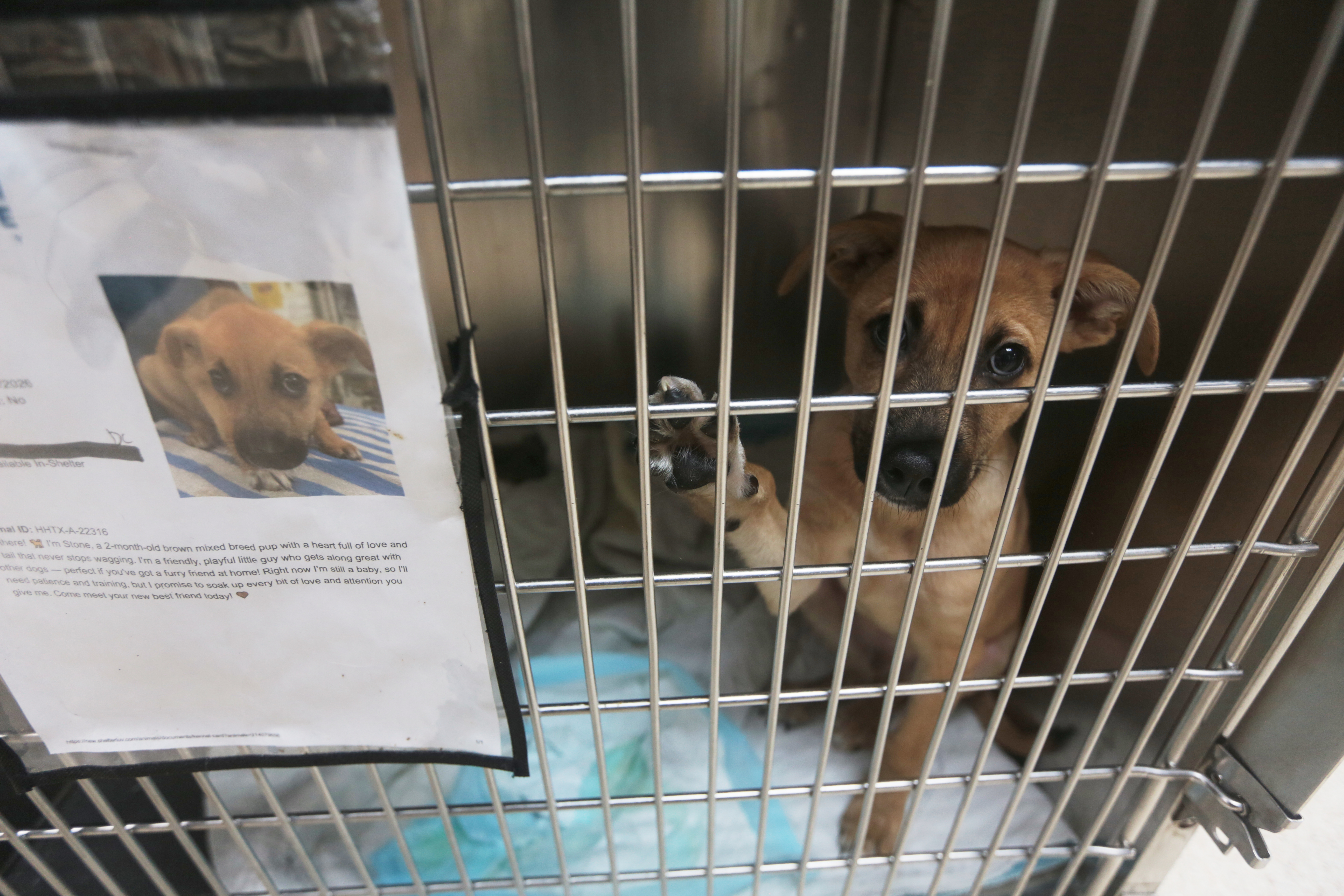 Concerns about the New World screwworm have put Texas pet adoptions on hold